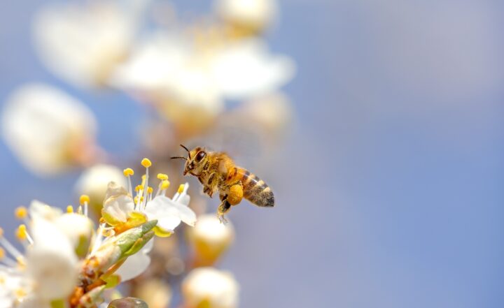アシナガバチ：危険やトラブルが訪れる前兆