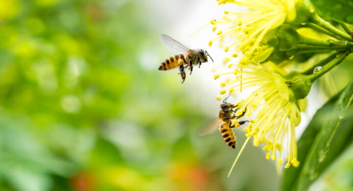 【幸運の前兆】サインは蜂？蜂が寄ってくるスピリチュアルな意味とは？