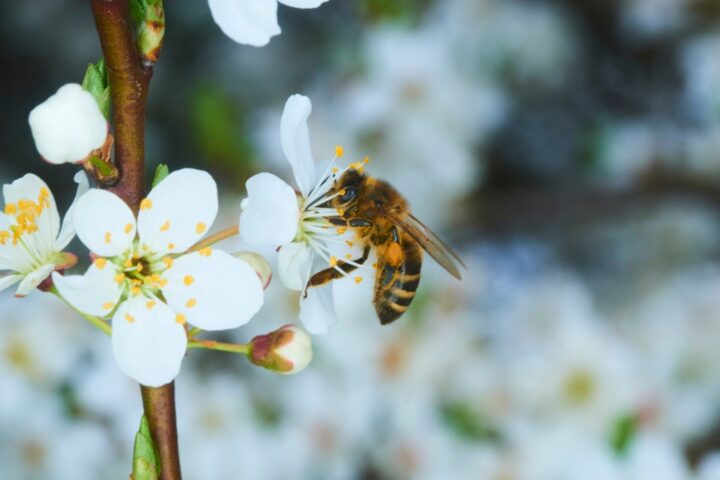 ミツバチ：成功に導かれる・縁が結ばれる前兆