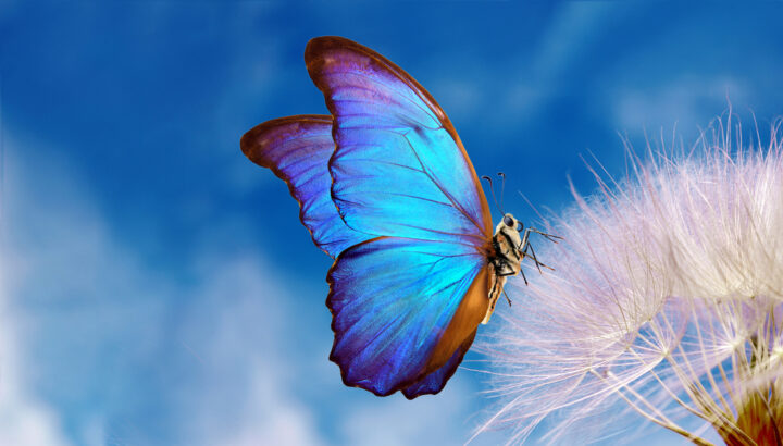 蝶が寄ってくる人のスピリチュアルな意味とは？蝶々のスピリチュアルなメッセージは？