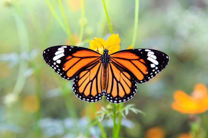 色・特徴別！蝶々が持つスピリチュアルなメッセージ