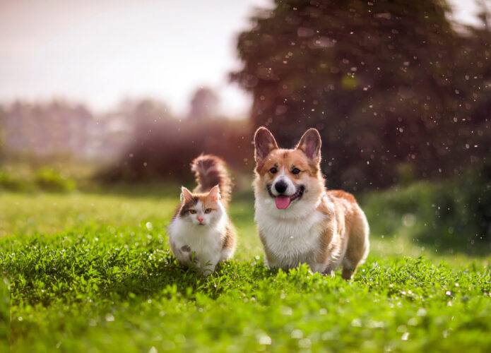 犬は死んだら生まれ変わる？ペットは死後どうなるの？