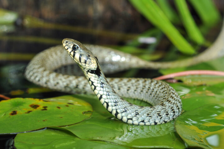 アオダイショウだけでなく蛇は全般的に縁起が良い生き物