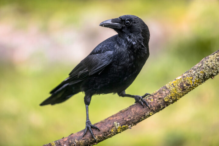 カラスの夢は宝くじが当たるサイン？カラスが出てくる夢のスピリチュアルな意味を解説