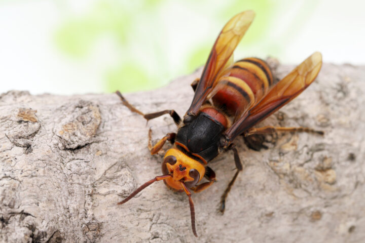 スズメバチ一匹の場合は？蜂の種類別にスピリチュアルな意味を解説