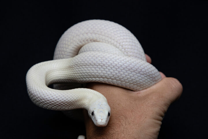 白い蛇のスピリチュアルな意味