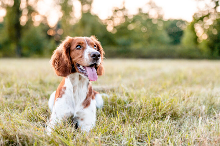 亡くなった愛犬はそばにいるって本当？死んだ犬の最後の気持ちを知る方法はある？