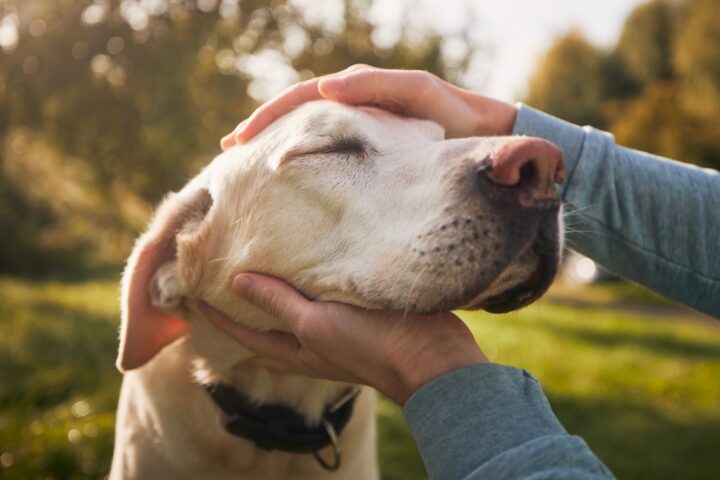 死んだ愛犬は飼い主に対してどんな気持ちを抱いていることが多い？