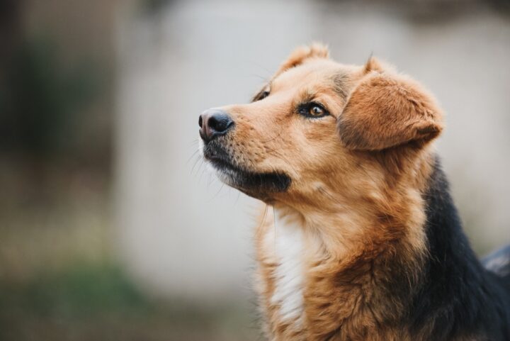 亡くなった愛犬との不思議な体験談を紹介