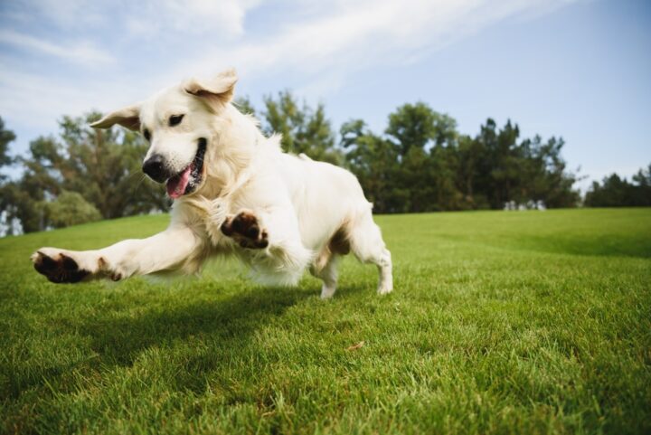 亡くなった愛犬はそばにいるって本当？死んだ犬はその後どうなる？