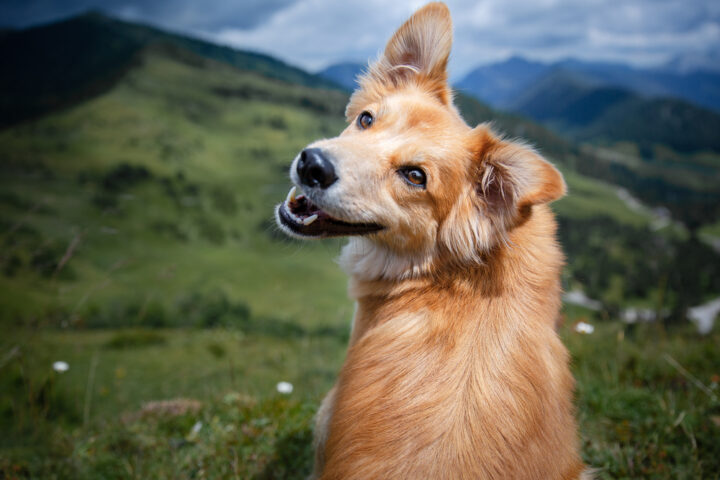 死んだ犬の最後の気持ちを知る方法はある？ペット霊視がおすすめ