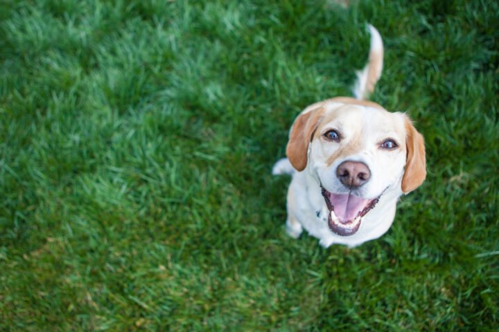 亡くなった犬が飼い主に直接メッセージを送ることもある