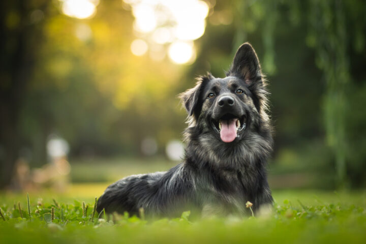 愛犬と遊んでいる夢