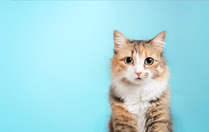 死んだ猫は会いに来る？亡くなった猫は死後どうなる？