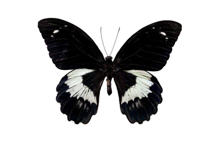 黒い蝶が示すスピリチュアルな意味は？不吉？何の象徴？