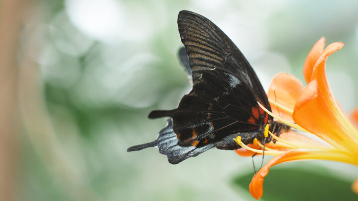  黒い蝶が示すスピリチュアルな幸運のメッセージ4選