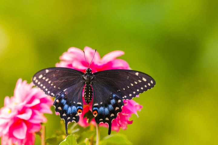 黒いアゲハ蝶のスピリチュアルな意味は幸運の前兆？