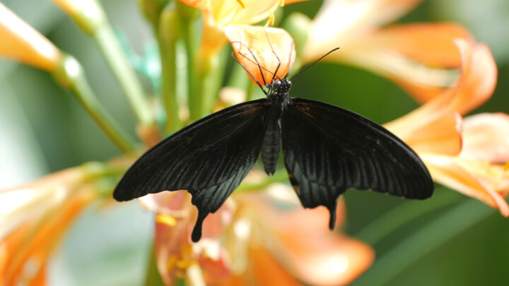 黒い蝶が示すスピリチュアルな不吉・警告のメッセージ３選