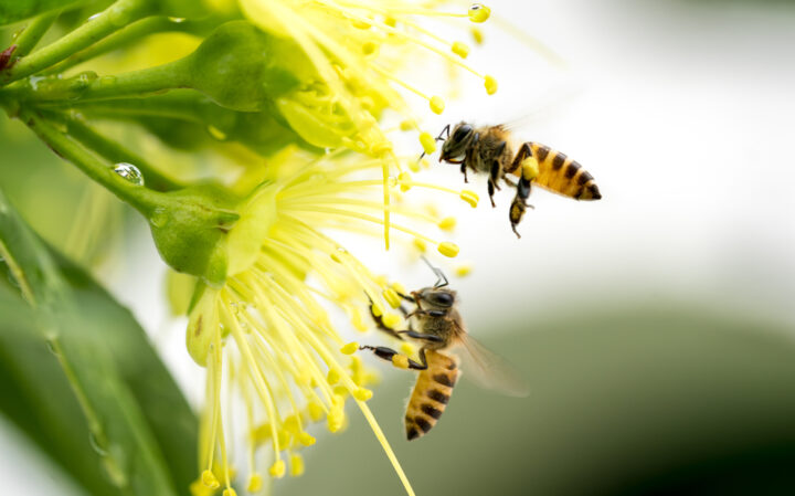 蜂の夢があらわす基本的な意味とは？吉夢・警告夢を判断するポイントを解説
